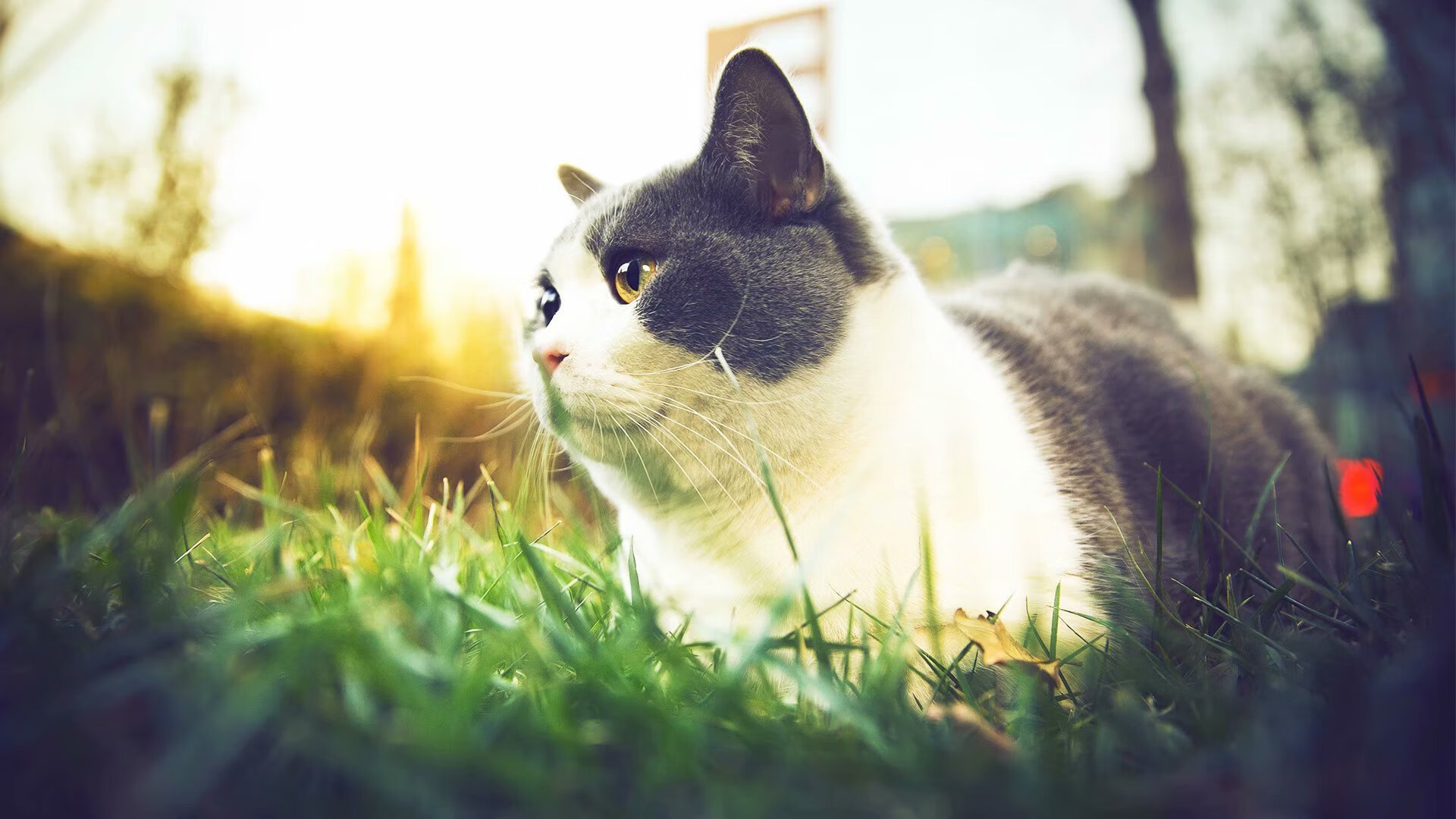 爱游戏体育APP下载-塞尔维亚男篮在欧洲锦标赛中强势夺冠，开启新篇章，塞尔维亚男篮冠军